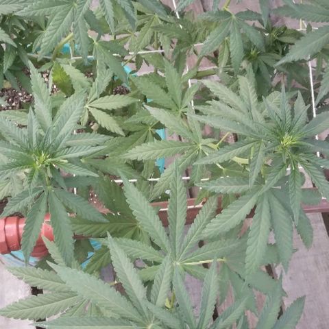 Gorilla Banana growlog photo: Combatiendo trips
Flower star 0,5 x litro 