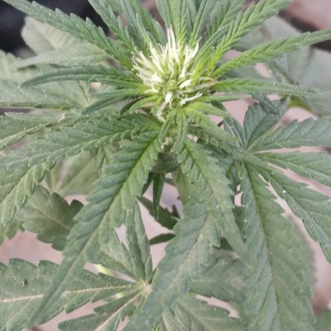 Gorilla Banana growlog photo: Combatiendo trips
Flower star 0,5 x litro 