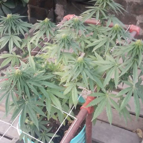Gorilla Banana growlog photo: Avanza la floracion. Invacion de trips