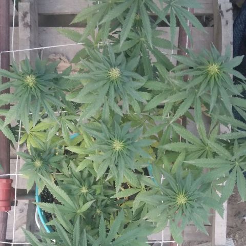 Gorilla Banana growlog photo: Avanza la floracion. Invacion de trips