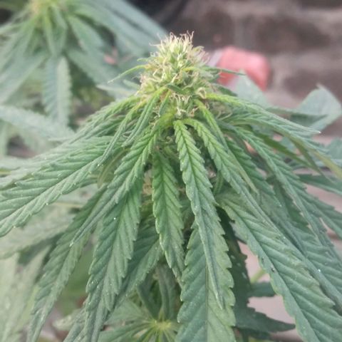Gorilla Banana growlog photo: Avanza la floracion. Invacion de trips