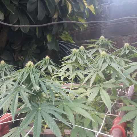 Gorilla Banana growlog photo: Avanza la floracion. Invacion de trips
