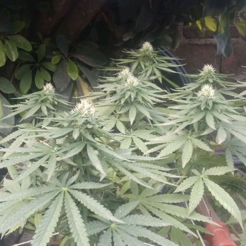 Gorilla Banana growlog timeline photo