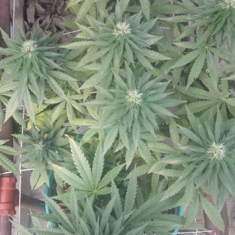 Gorilla Banana growlog photo: Semana nueva . Los cocos engordan bien.