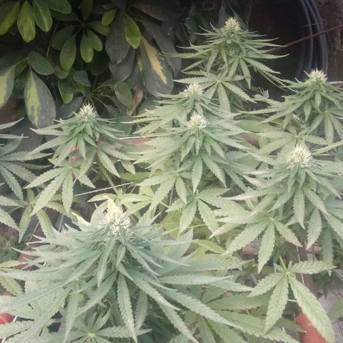 Gorilla Banana growlog photo: Semana nueva . Los cocos engordan bien.