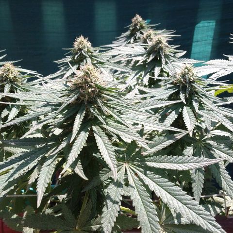 Gorilla Banana growlog timeline photo