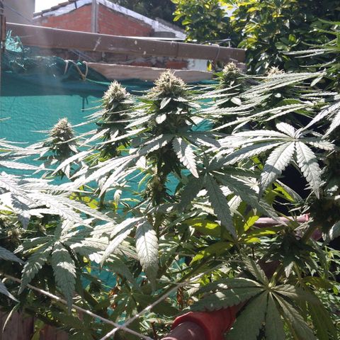 Gorilla Banana growlog photo: Ni tengo ningun problema hasta el momento. Me encantan los resultados. Va muy bien
