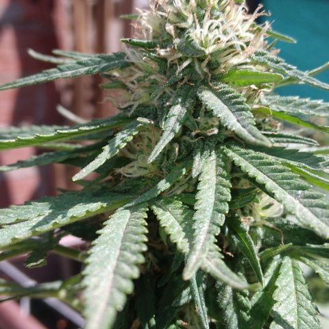 Gorilla Banana growlog photo: Ni tengo ningun problema hasta el momento. Me encantan los resultados. Va muy bien
