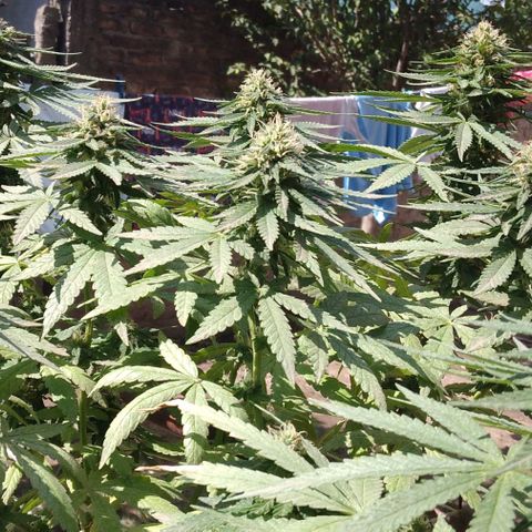 Gorilla Banana growlog photo: Ni tengo ningun problema hasta el momento. Me encantan los resultados. Va muy bien