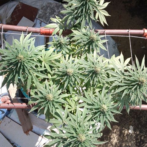 Gorilla Banana growlog photo: Ni tengo ningun problema hasta el momento. Me encantan los resultados. Va muy bien