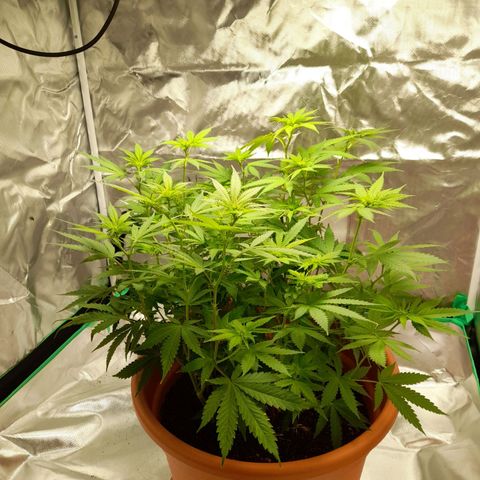 Special Queen #1 growlog photo: Wunderschön