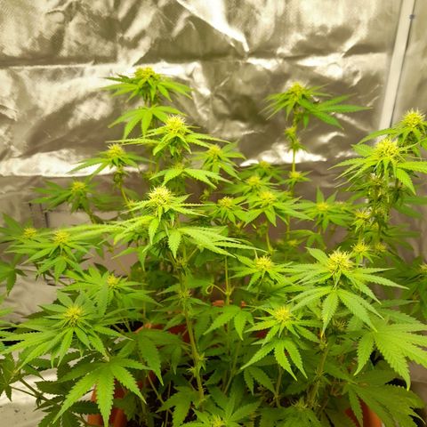 Special Queen #1 growlog timeline photo