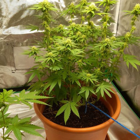 Special Queen #1 growlog timeline photo