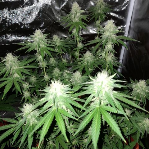 Special Queen #1 growlog timeline photo