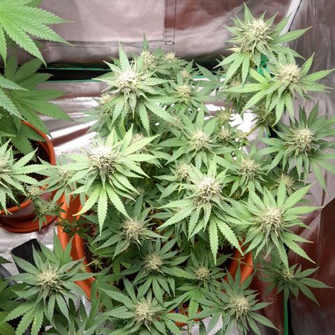 Special Queen #1 growlog timeline photo