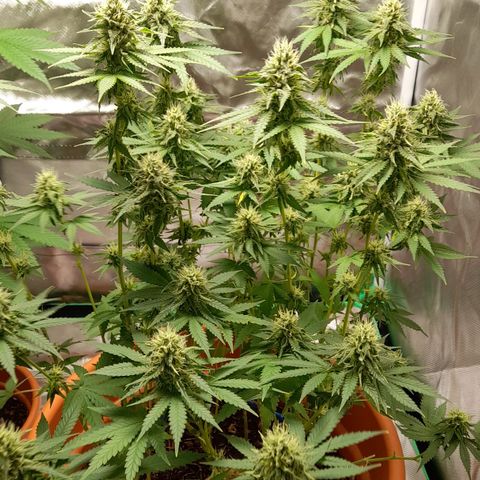 Special Queen #1 growlog timeline photo