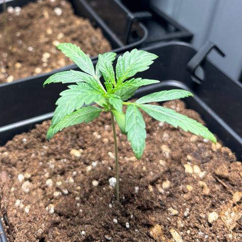 Pornflakes growlog timeline photo