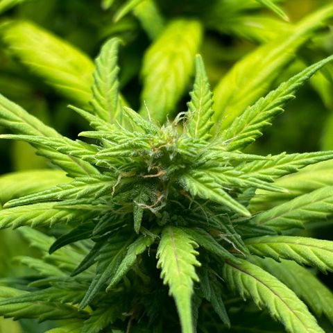 Pornflakes growlog timeline photo
