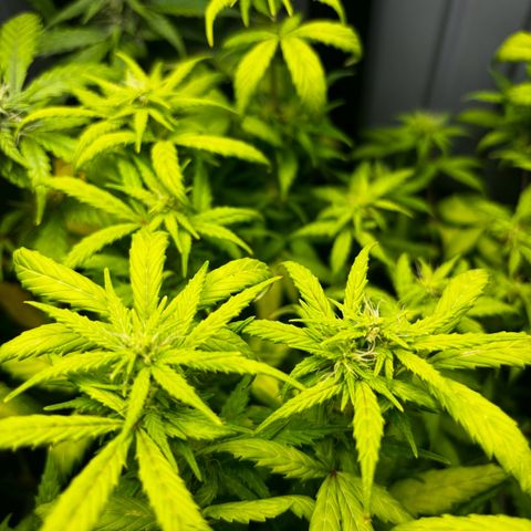 Pornflakes growlog timeline photo