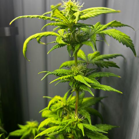 Pornflakes growlog timeline photo