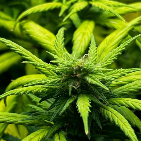 Pornflakes growlog timeline photo