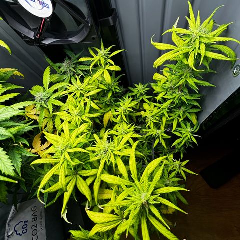 Pornflakes growlog timeline photo