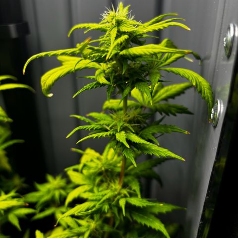 Pornflakes growlog timeline photo