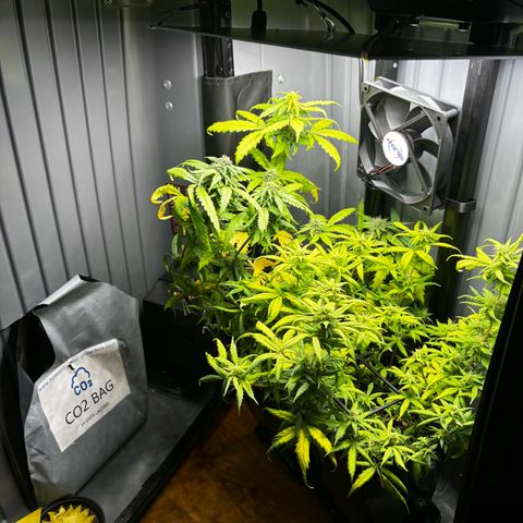 Pornflakes growlog timeline photo