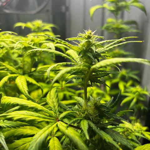 Pornflakes growlog timeline photo