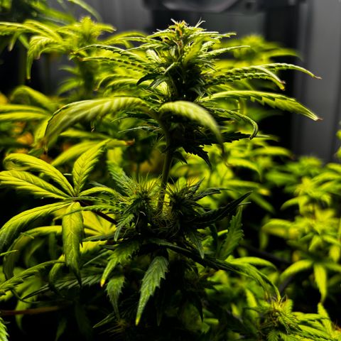 Pornflakes growlog timeline photo