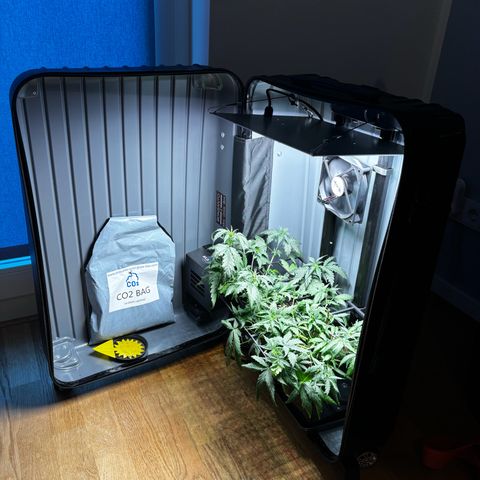 Pornflakes growlog timeline photo
