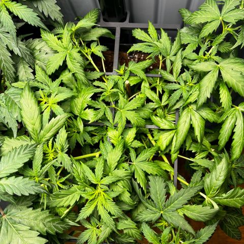 Pornflakes growlog timeline photo