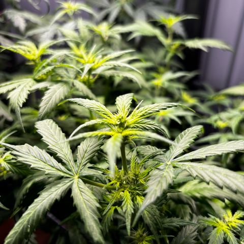 Pornflakes growlog timeline photo