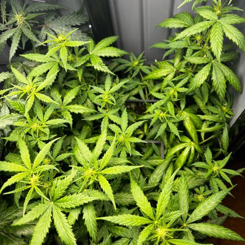 Pornflakes growlog timeline photo