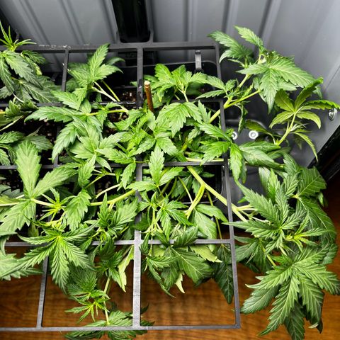 Pornflakes growlog timeline photo