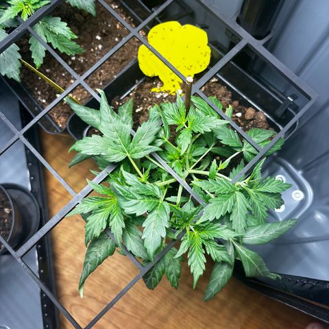 Pornflakes growlog timeline photo
