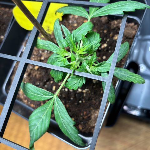 Pornflakes growlog timeline photo