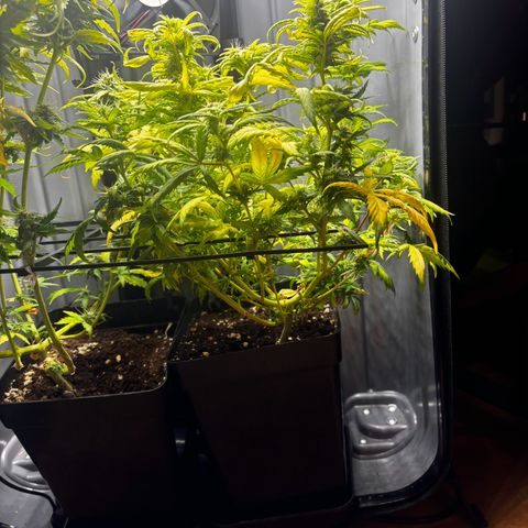 Pornflakes growlog timeline photo