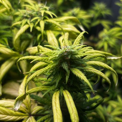 Pornflakes growlog timeline photo