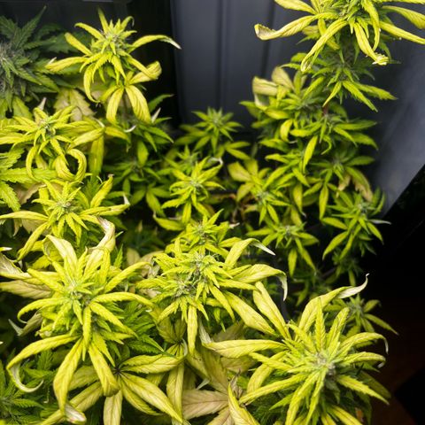 Pornflakes growlog timeline photo