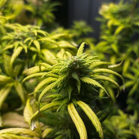 Pornflakes growlog timeline photo