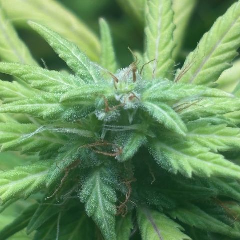 Pornflakes growlog timeline photo