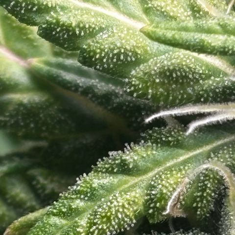 Pornflakes growlog timeline photo