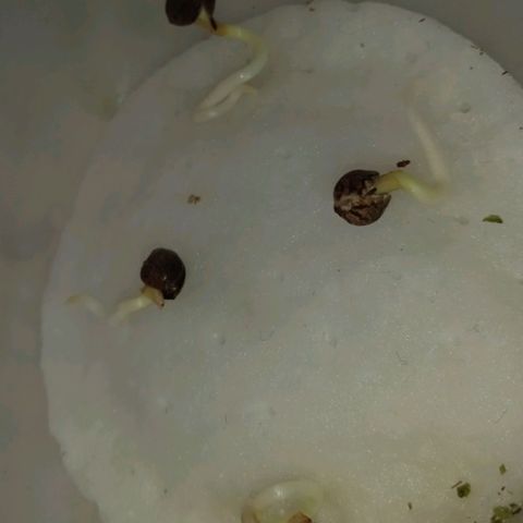 Genética desconocida growlog timeline photo