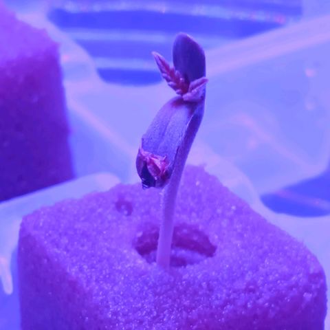 Genética desconocida growlog timeline photo