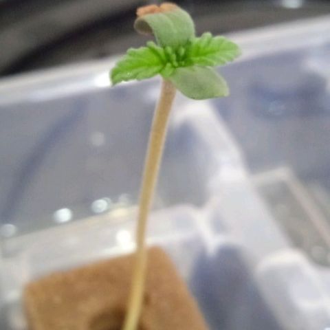 Genética desconocida growlog timeline photo