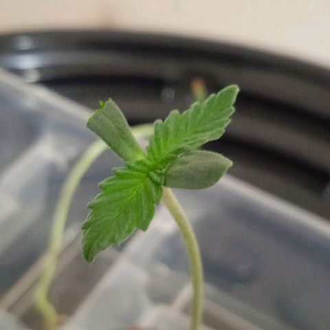 Genética desconocida growlog timeline photo