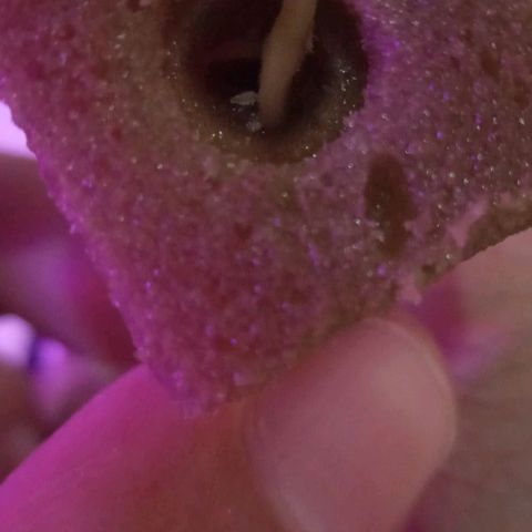 Genética desconocida growlog timeline photo