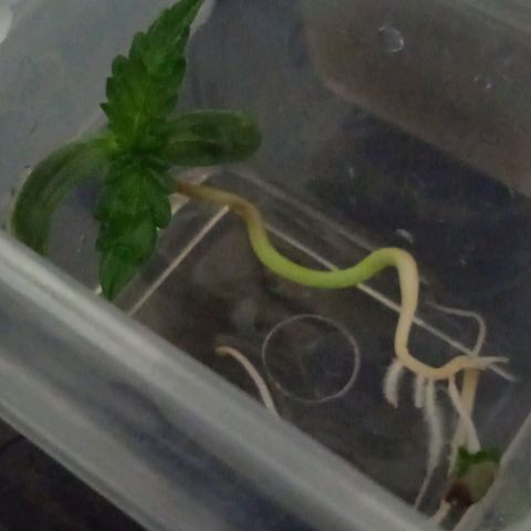 Genética desconocida growlog timeline photo