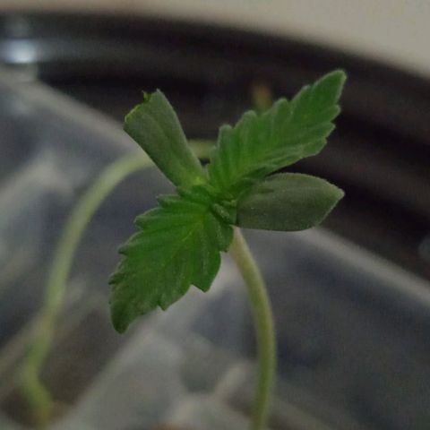 Genética desconocida growlog timeline photo